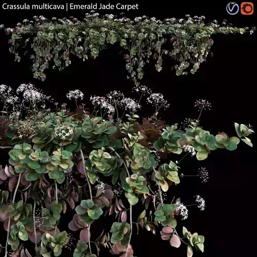 Crassula multicava - Emerald Jade Carpet - 02