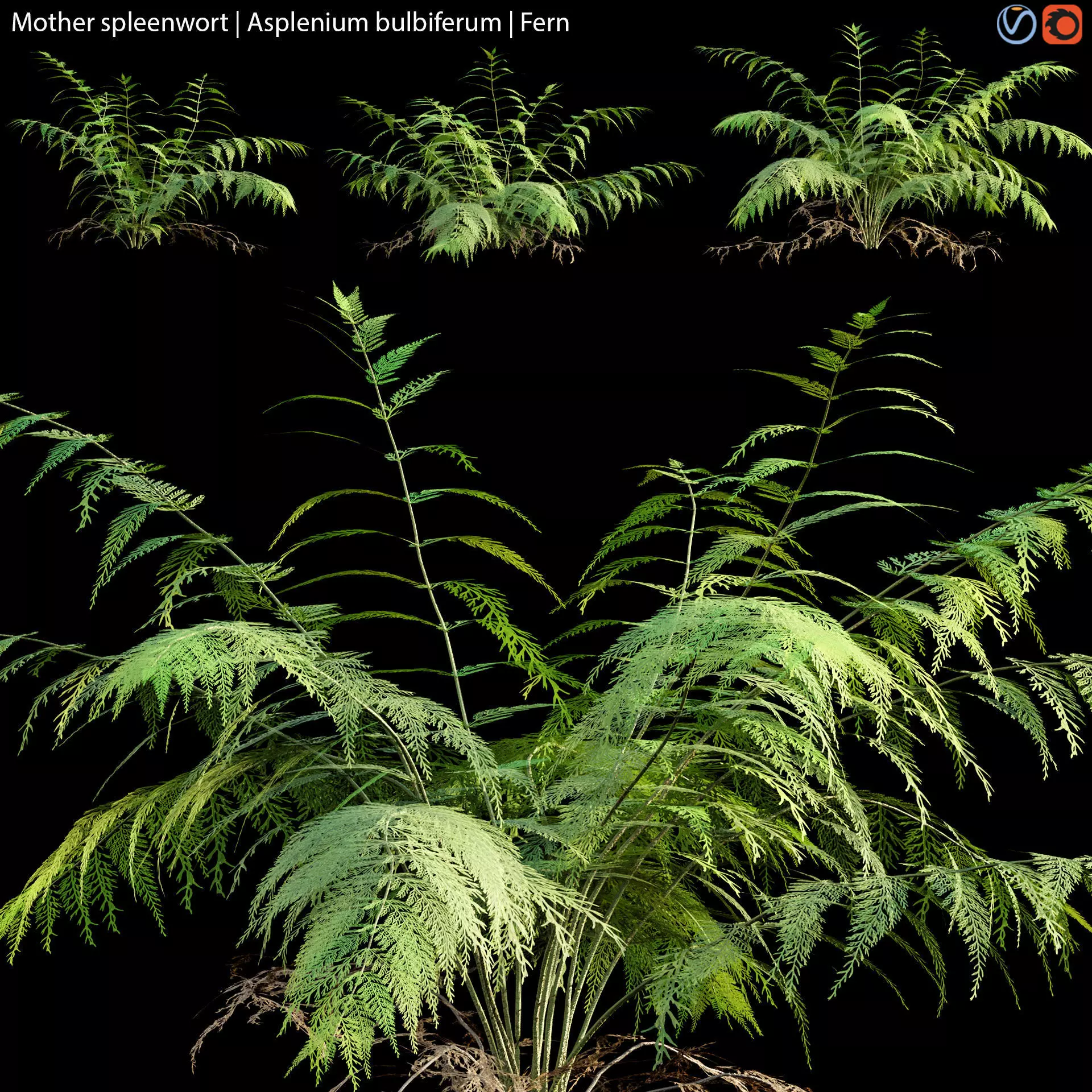 Mother spleenwort - Asplenium bulbiferum - Fern 01 3D model_0