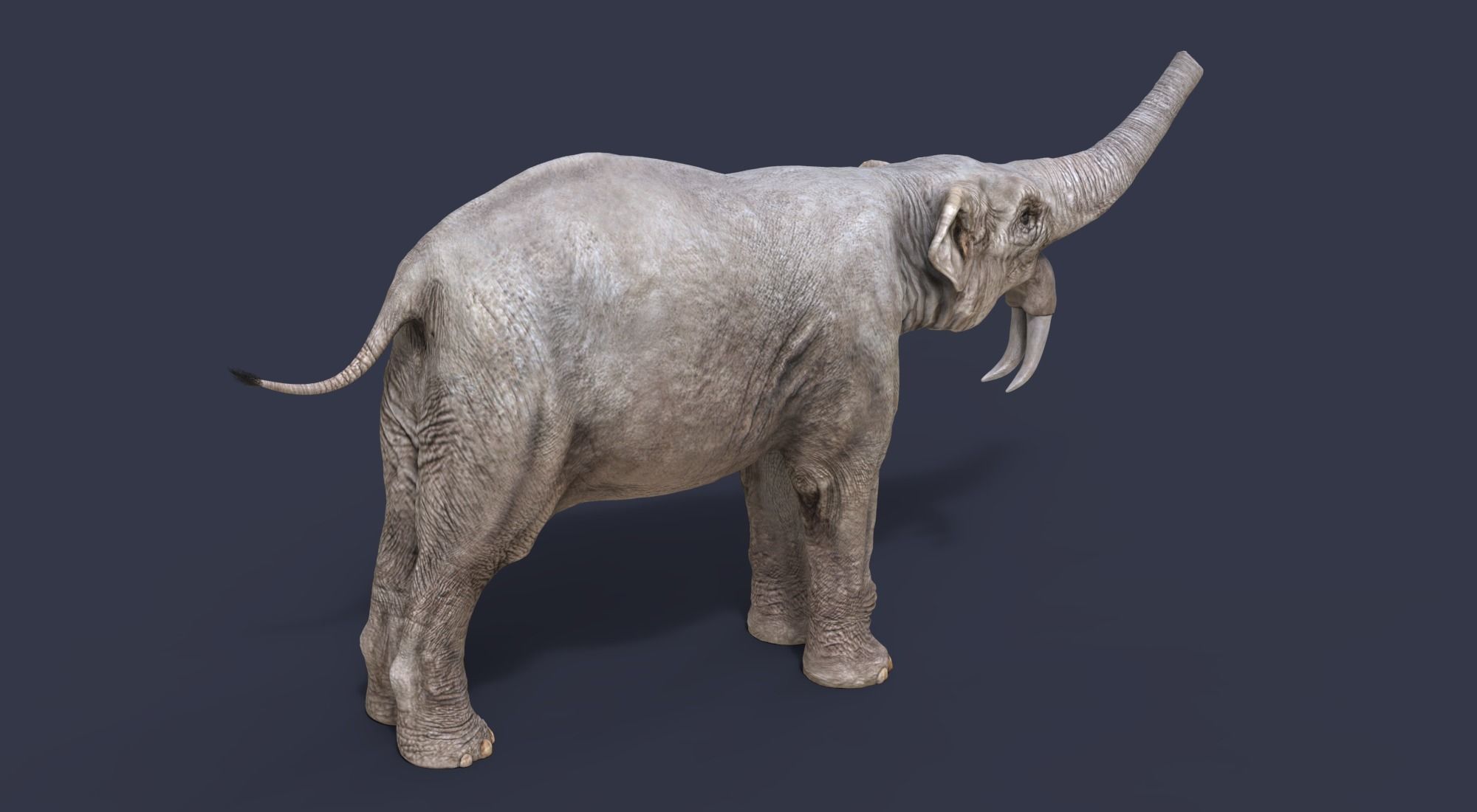 Deinotherium thraceiensis 3D model_5
