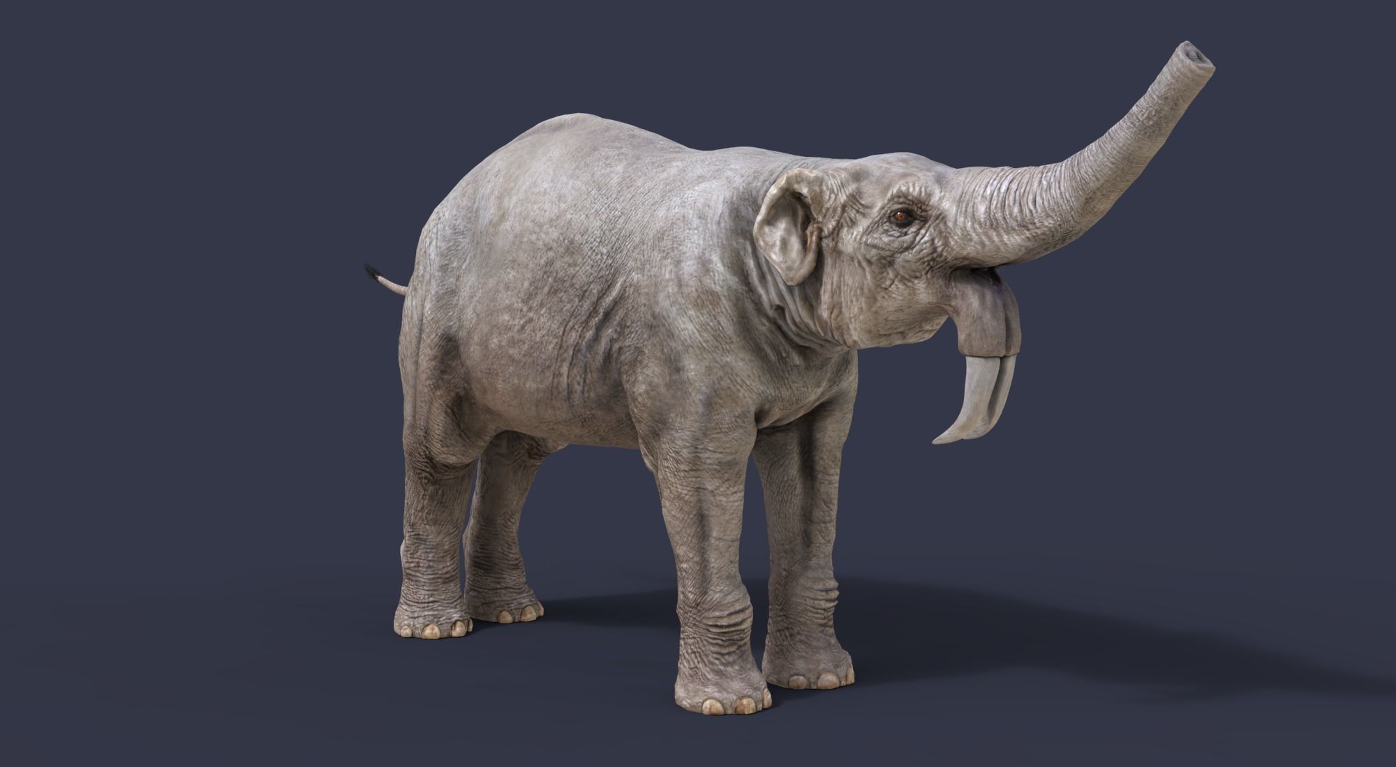 Deinotherium thraceiensis 3D model_3
