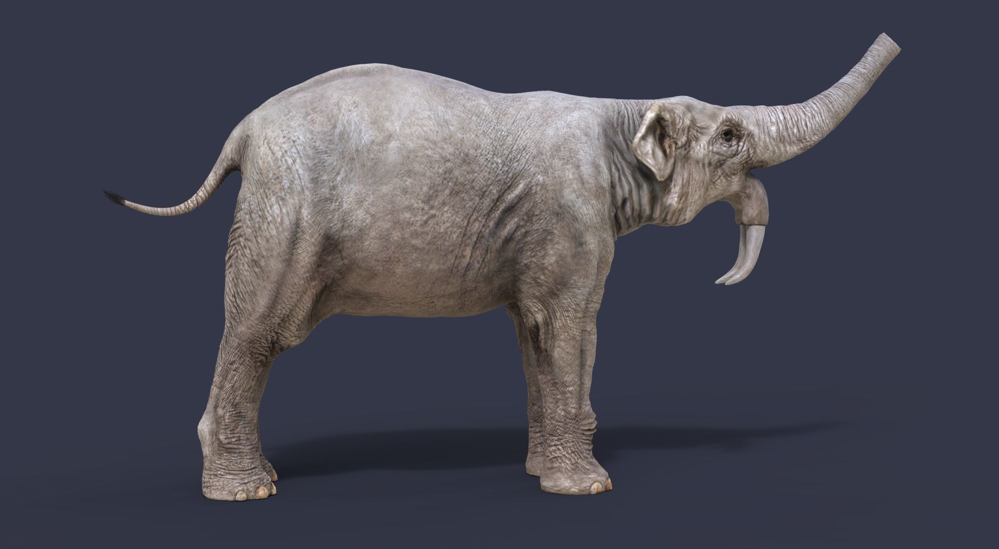Deinotherium thraceiensis 3D model_4