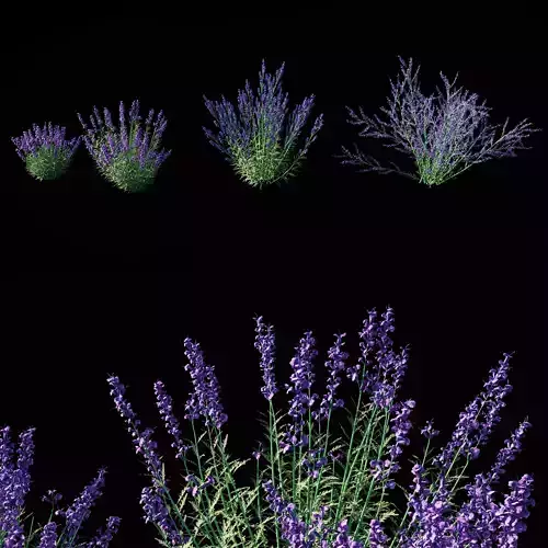 Perovskia atriplicifolia plant