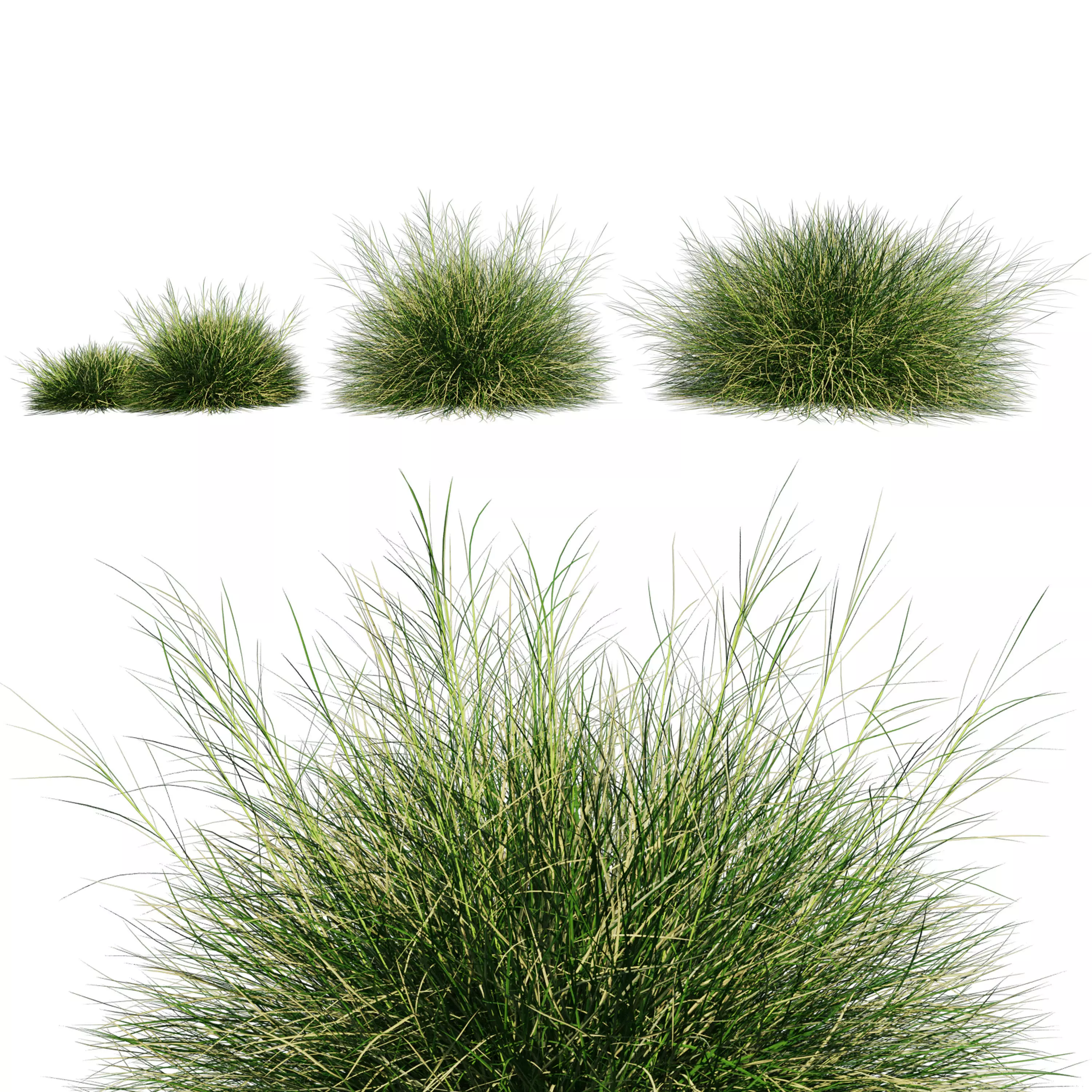 Blue Fescue Low-poly 3D model_0