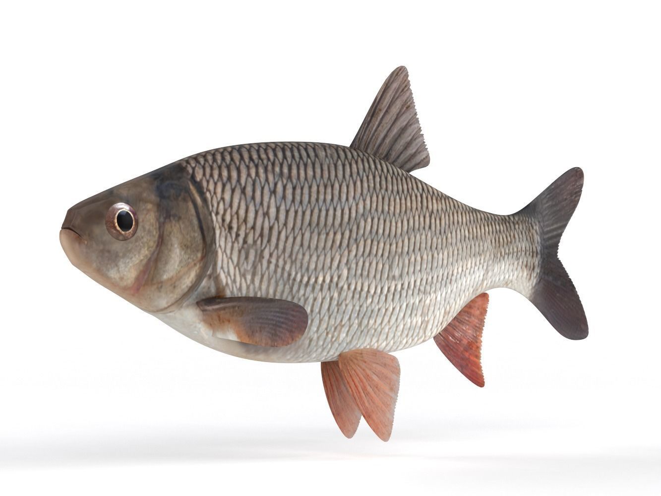 Freshwater Fish 3D model_4