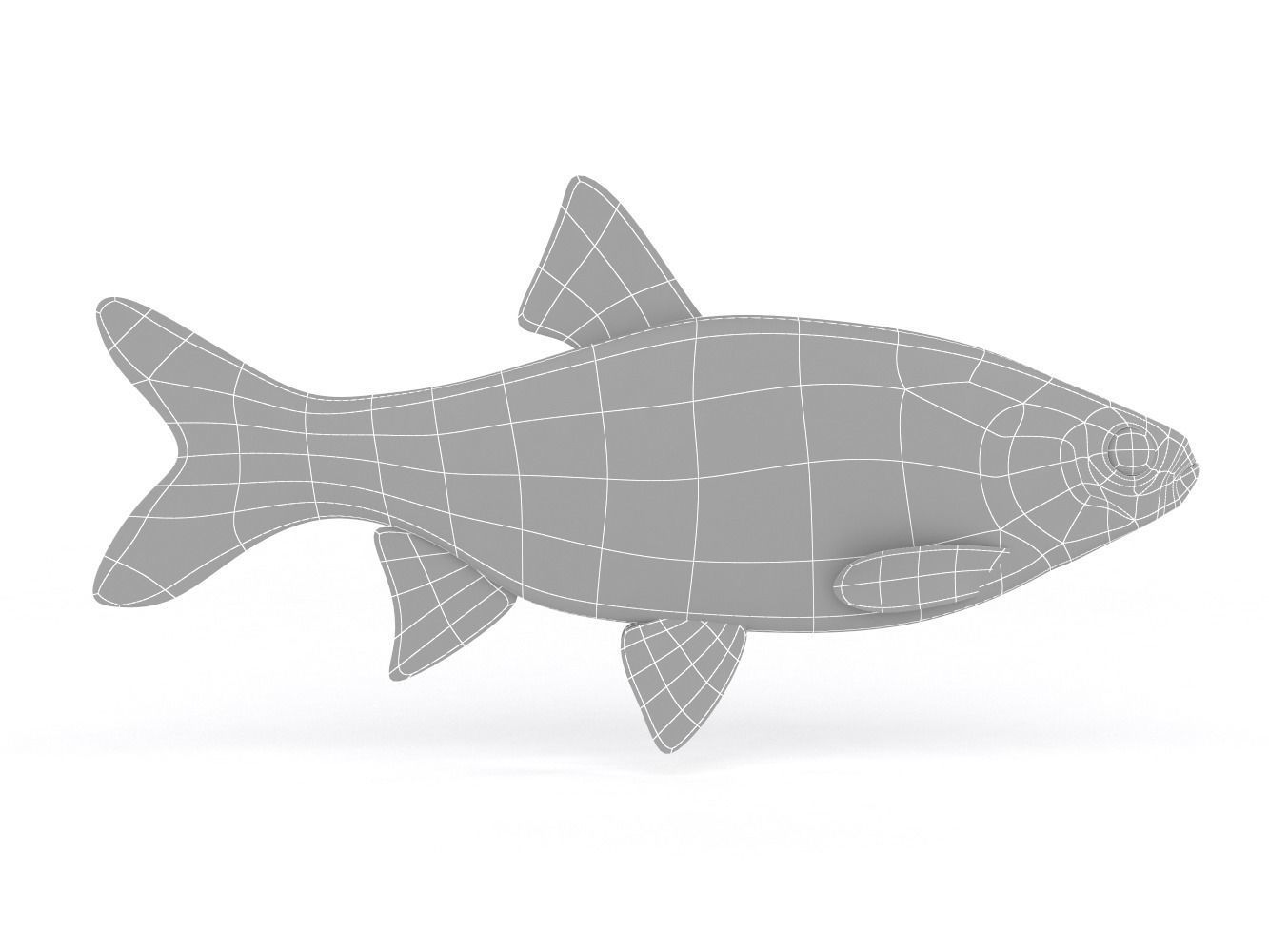 Freshwater Fish 3D model_5
