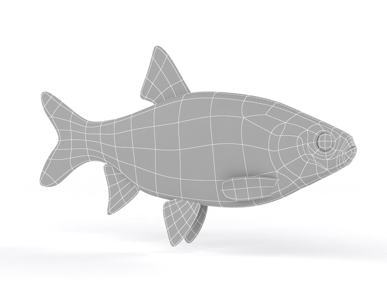 Freshwater Fish 3D model_6