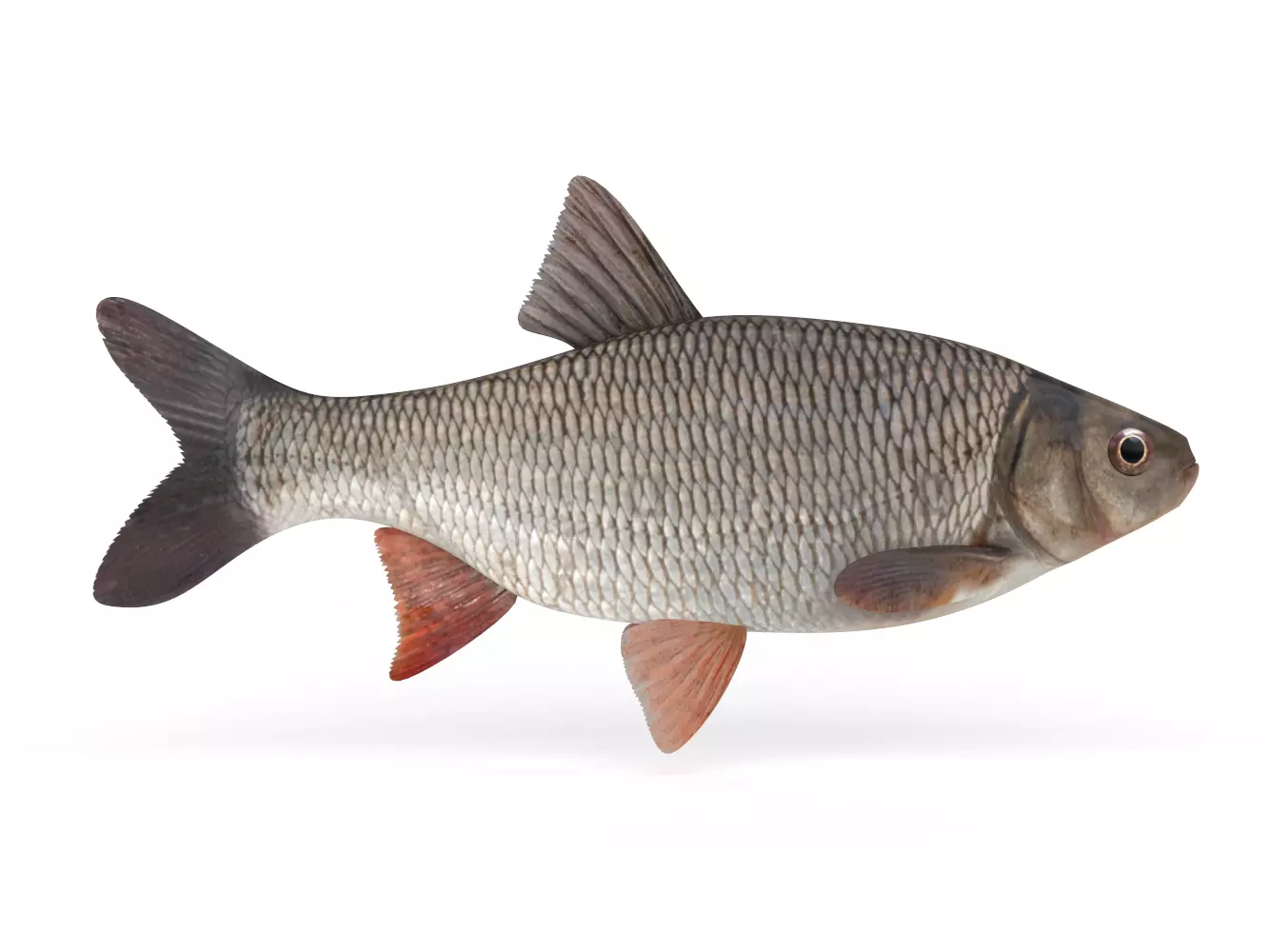 Freshwater Fish 3D model_0
