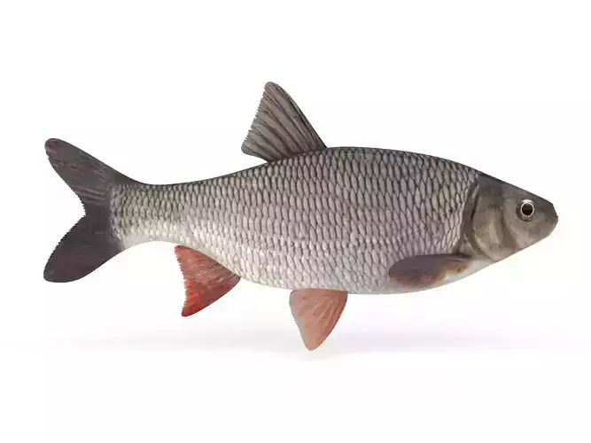 Freshwater Fish 3D model