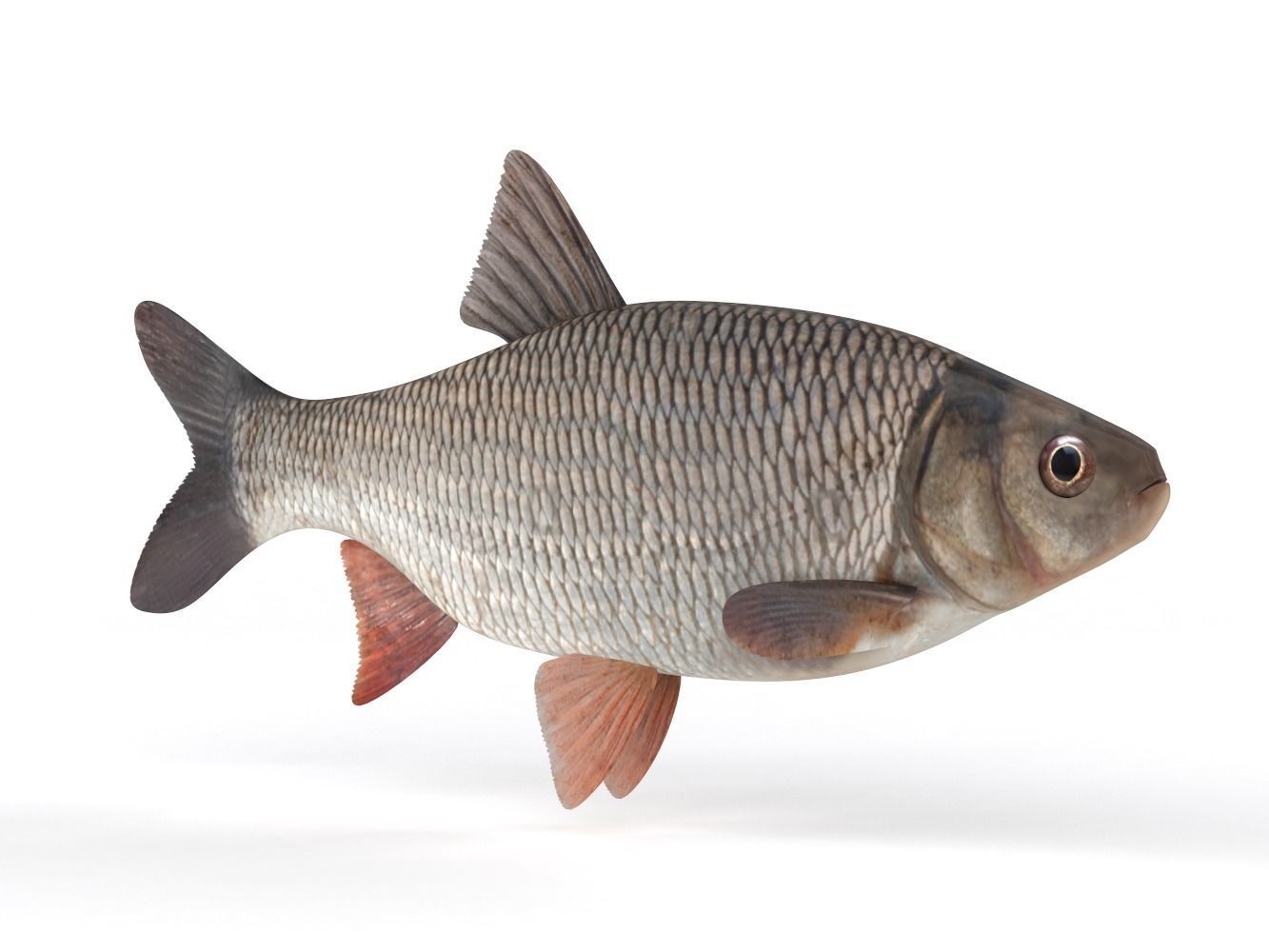 Freshwater Fish 3D model_1