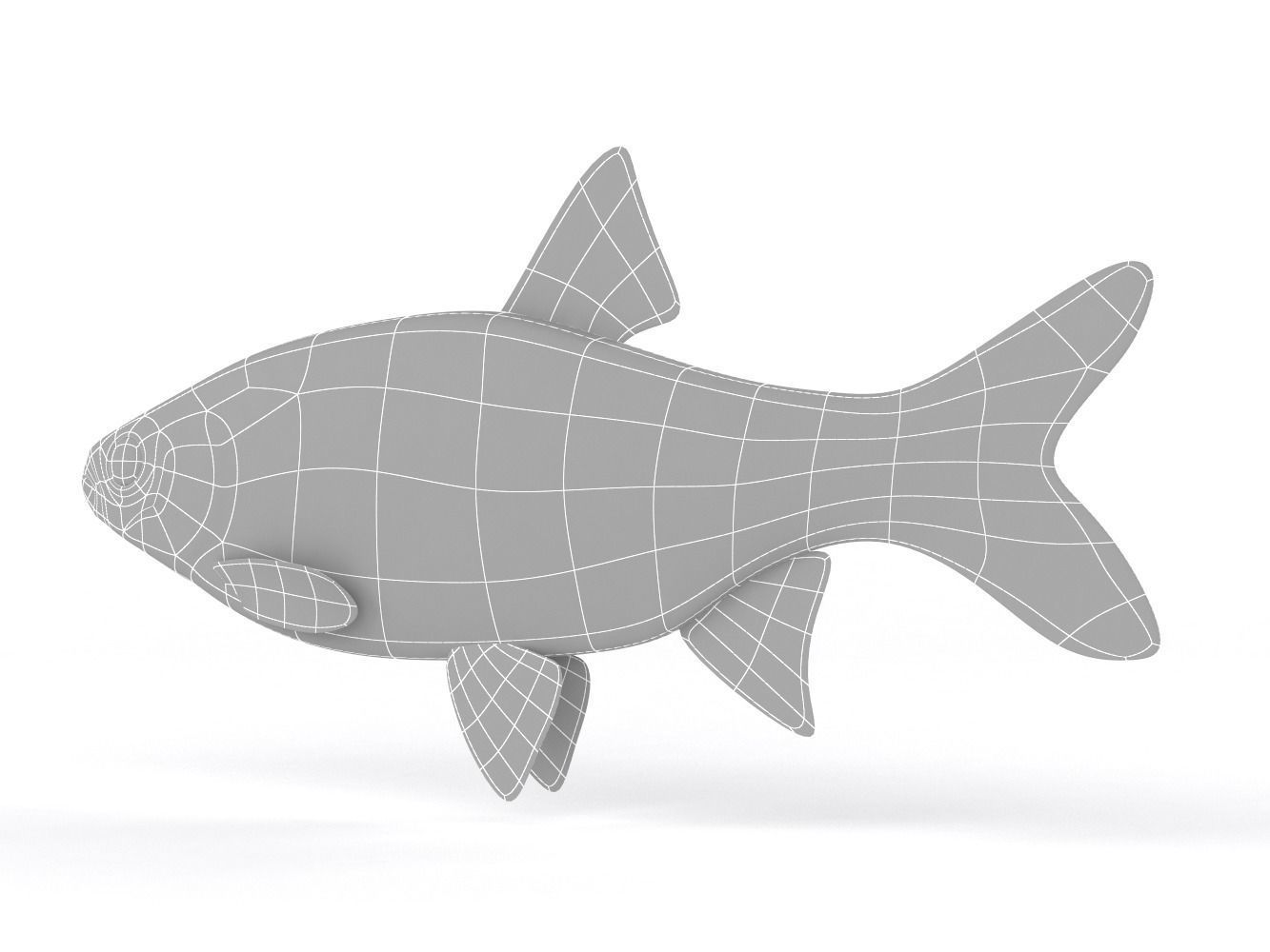 Freshwater Fish 3D model_8
