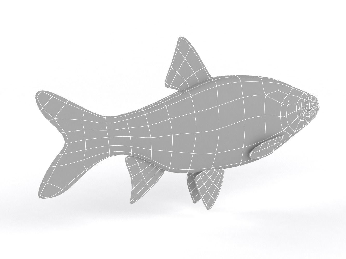 Freshwater Fish 3D model_7