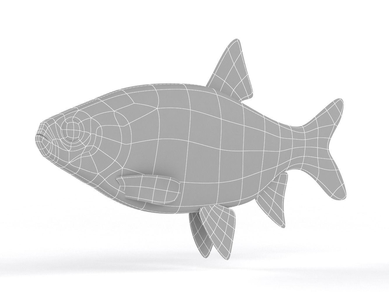 Freshwater Fish 3D model_9