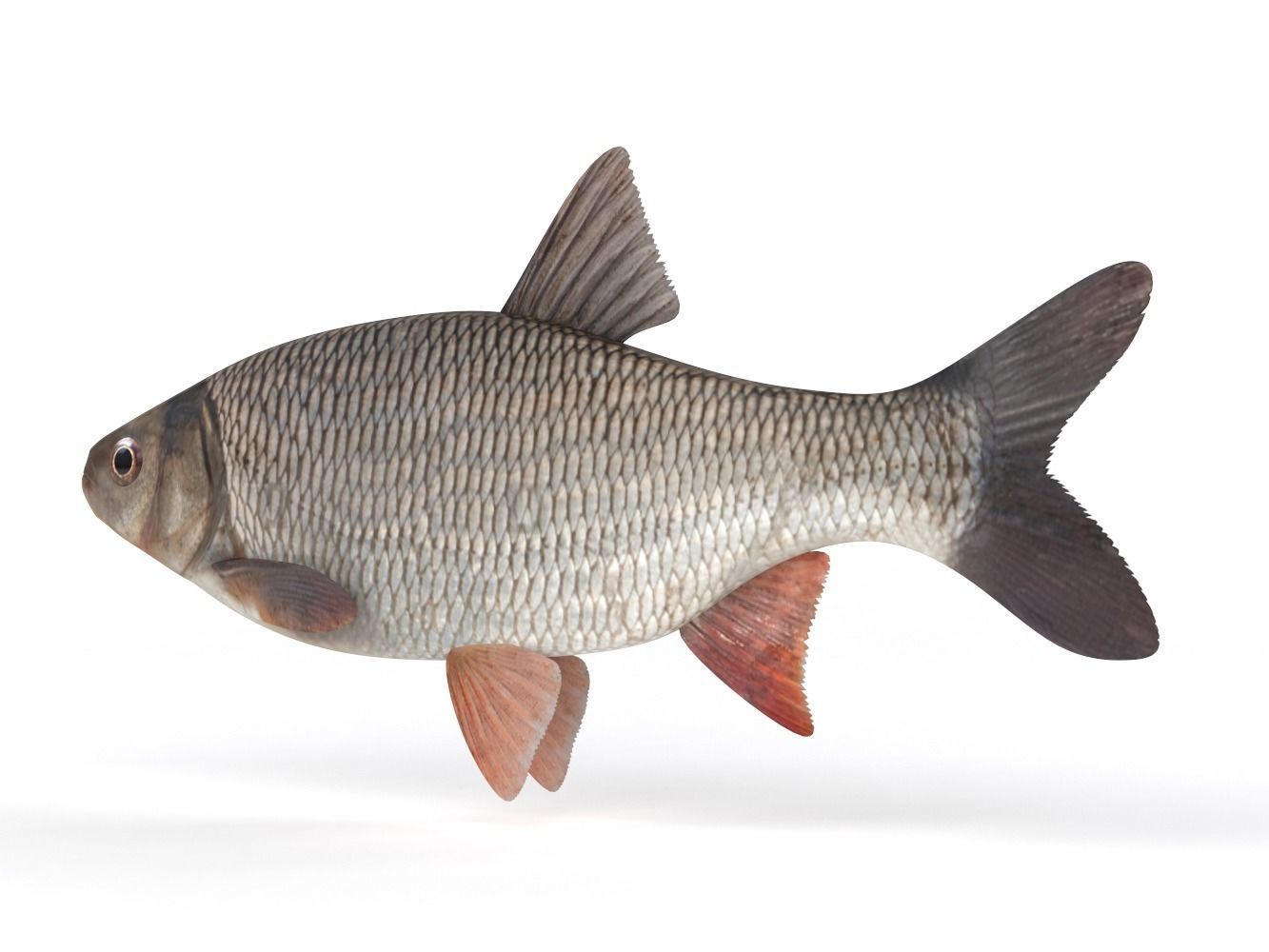 Freshwater Fish 3D model_3