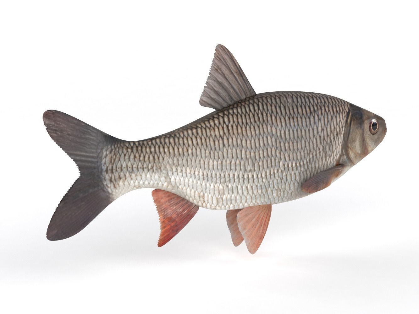 Freshwater Fish 3D model_2