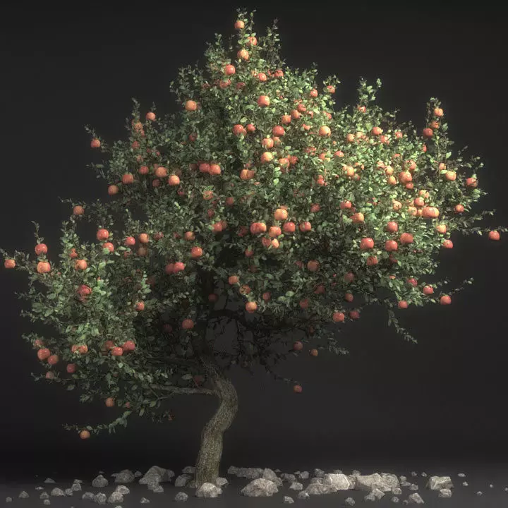 Pirus Malus Apple Tree 3D model