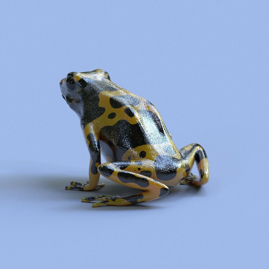 Bumblebee Poison Dart Frog V2 3D model_1