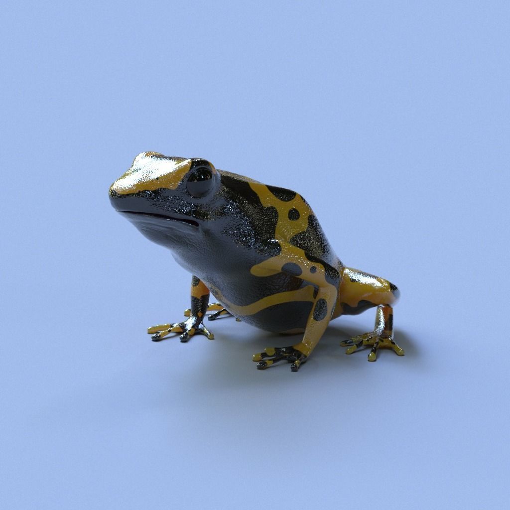 Bumblebee Poison Dart Frog V2 3D model_6
