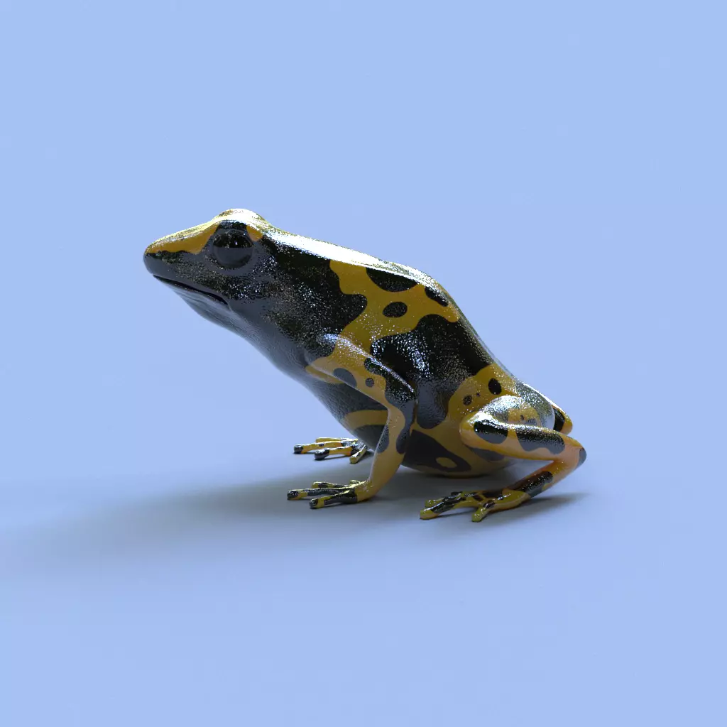 Bumblebee Poison Dart Frog V2 3D model_0