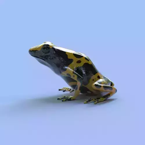 Bumblebee Poison Dart Frog V2 3D model
