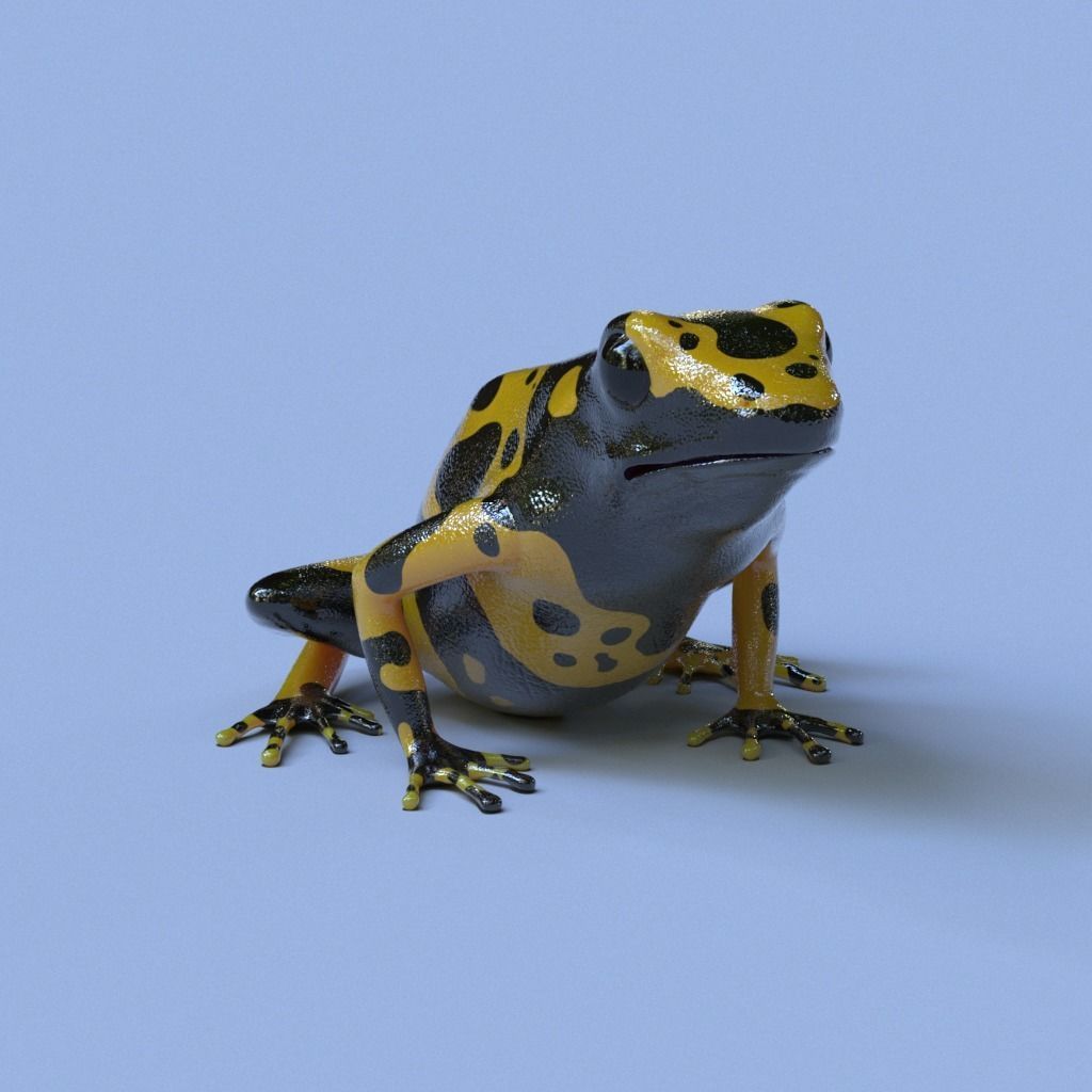 Bumblebee Poison Dart Frog V2 3D model_5