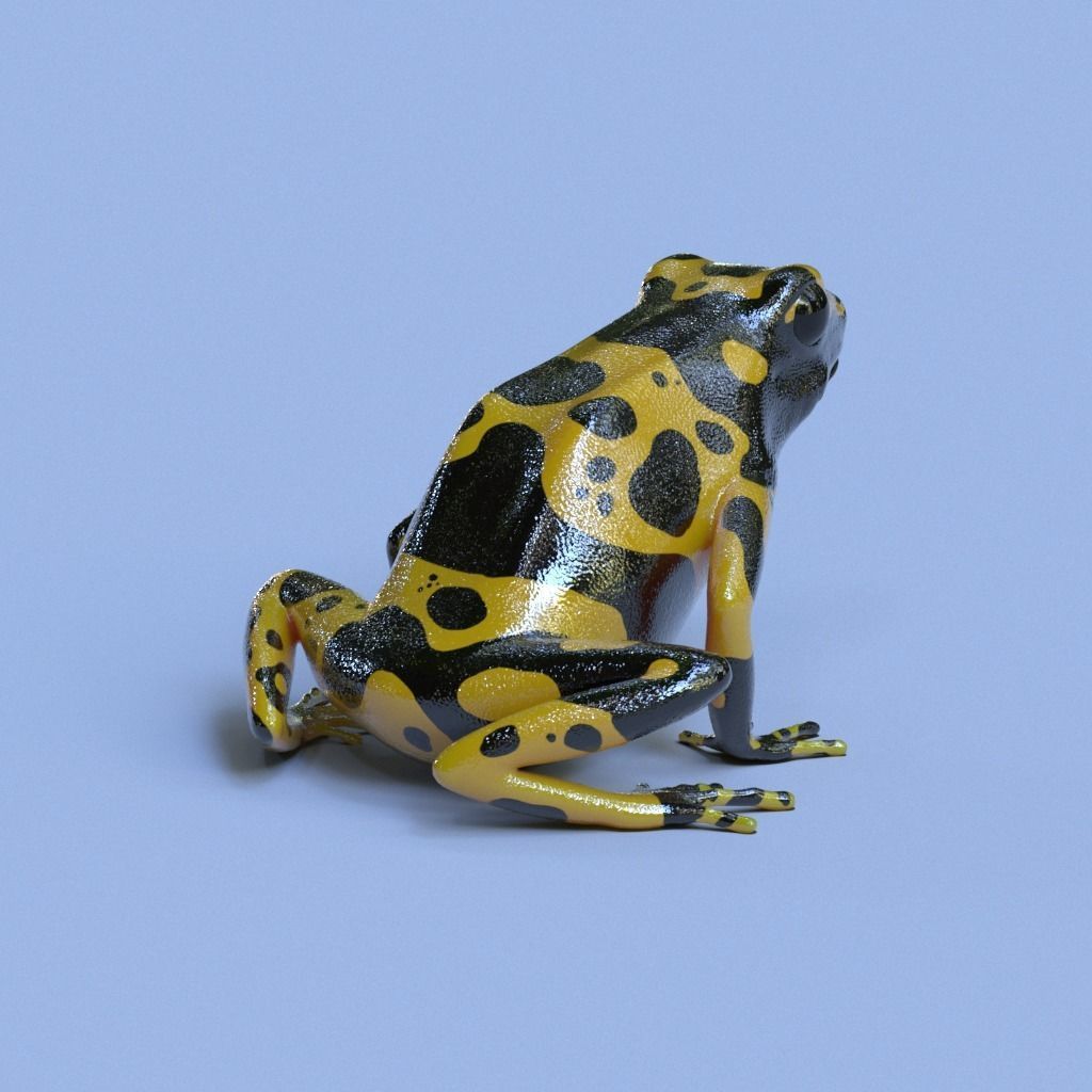Bumblebee Poison Dart Frog V2 3D model_4