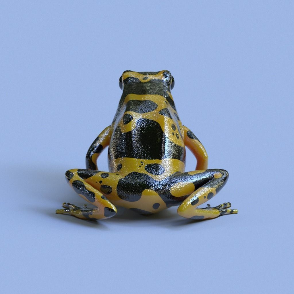 Bumblebee Poison Dart Frog V2 3D model_2