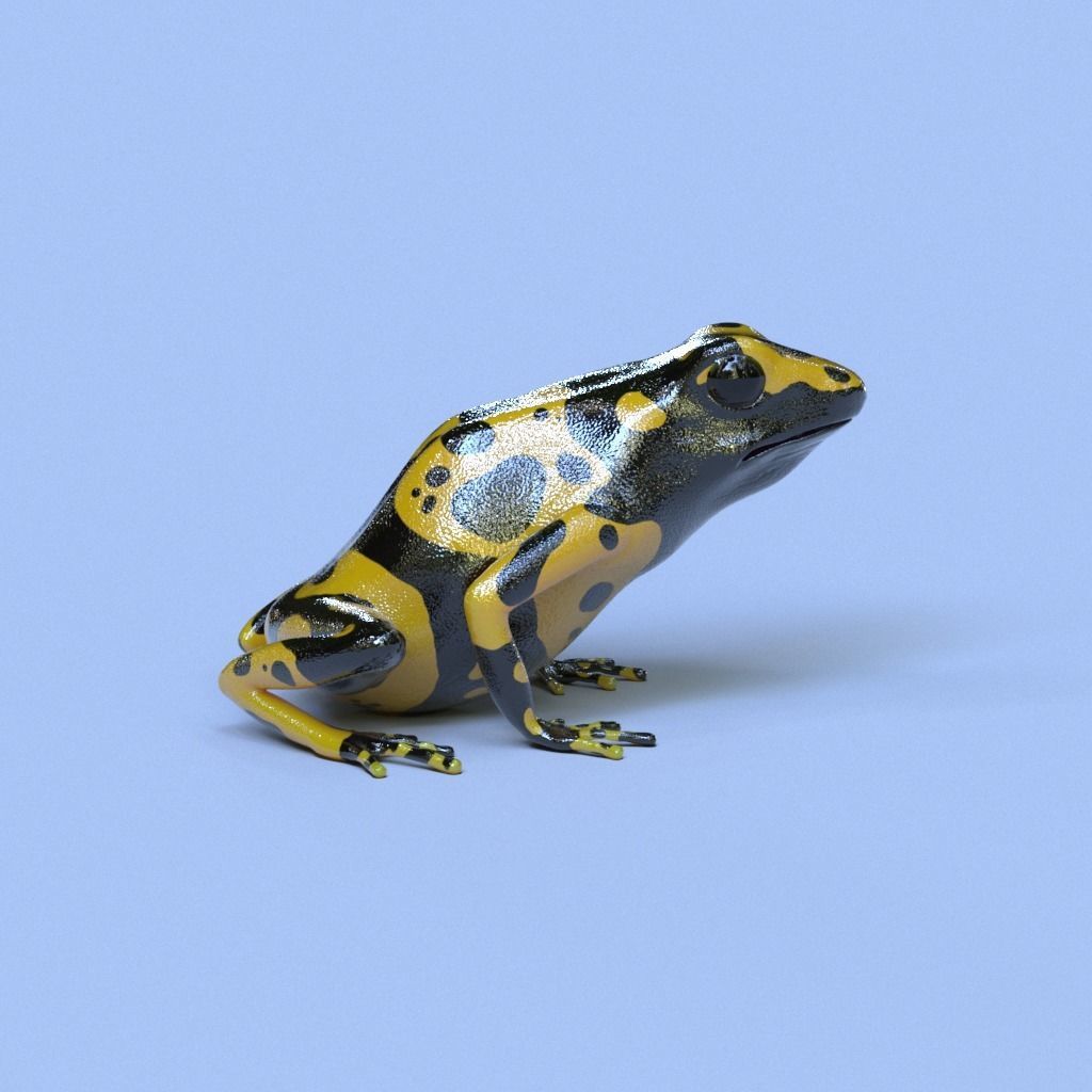 Bumblebee Poison Dart Frog V2 3D model_3