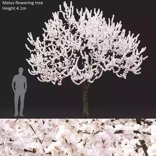 Malus flowering 02 3D model