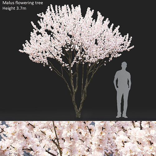 Malus flowering 03 3D model