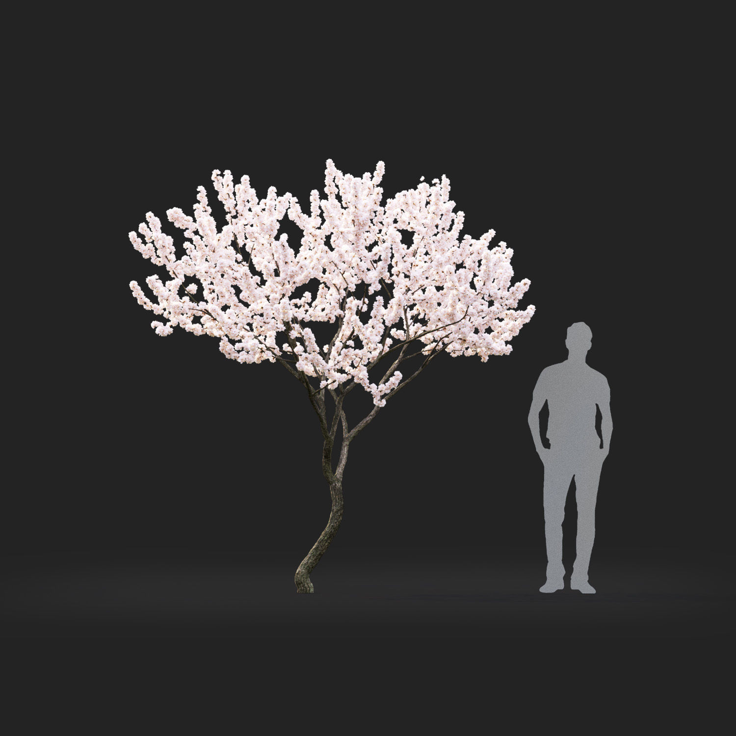 Malus flowering 04 3D model_2