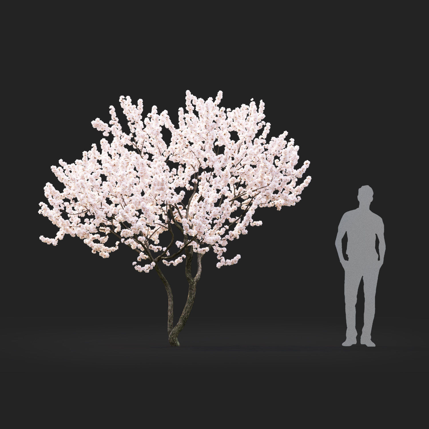 Malus flowering 04 3D model_3