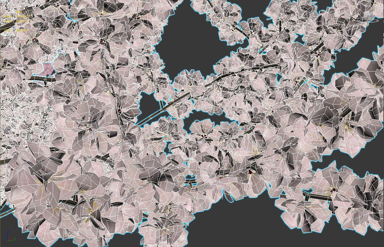 Malus flowering 04 3D model_5