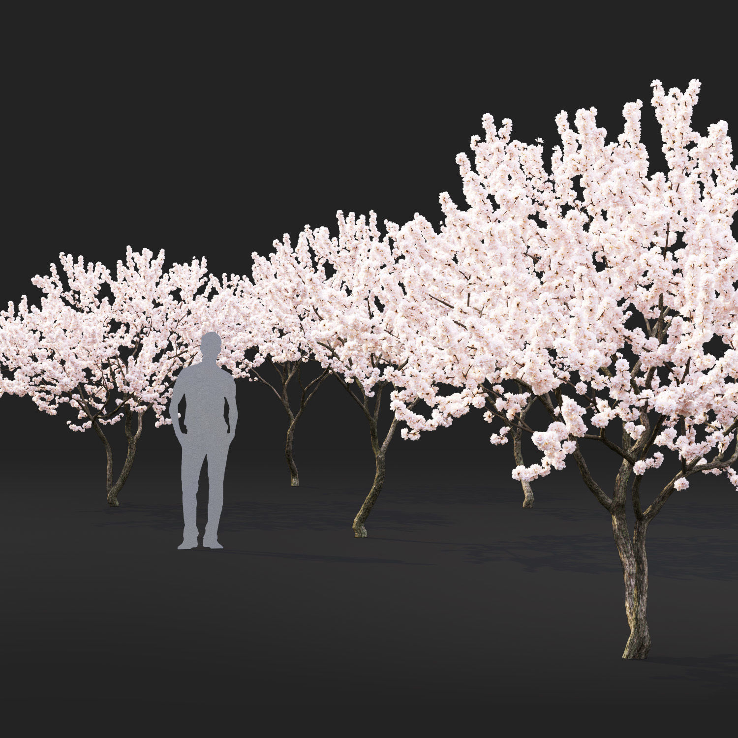 Malus flowering 04 3D model_1
