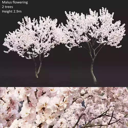 Malus flowering 04 3D model