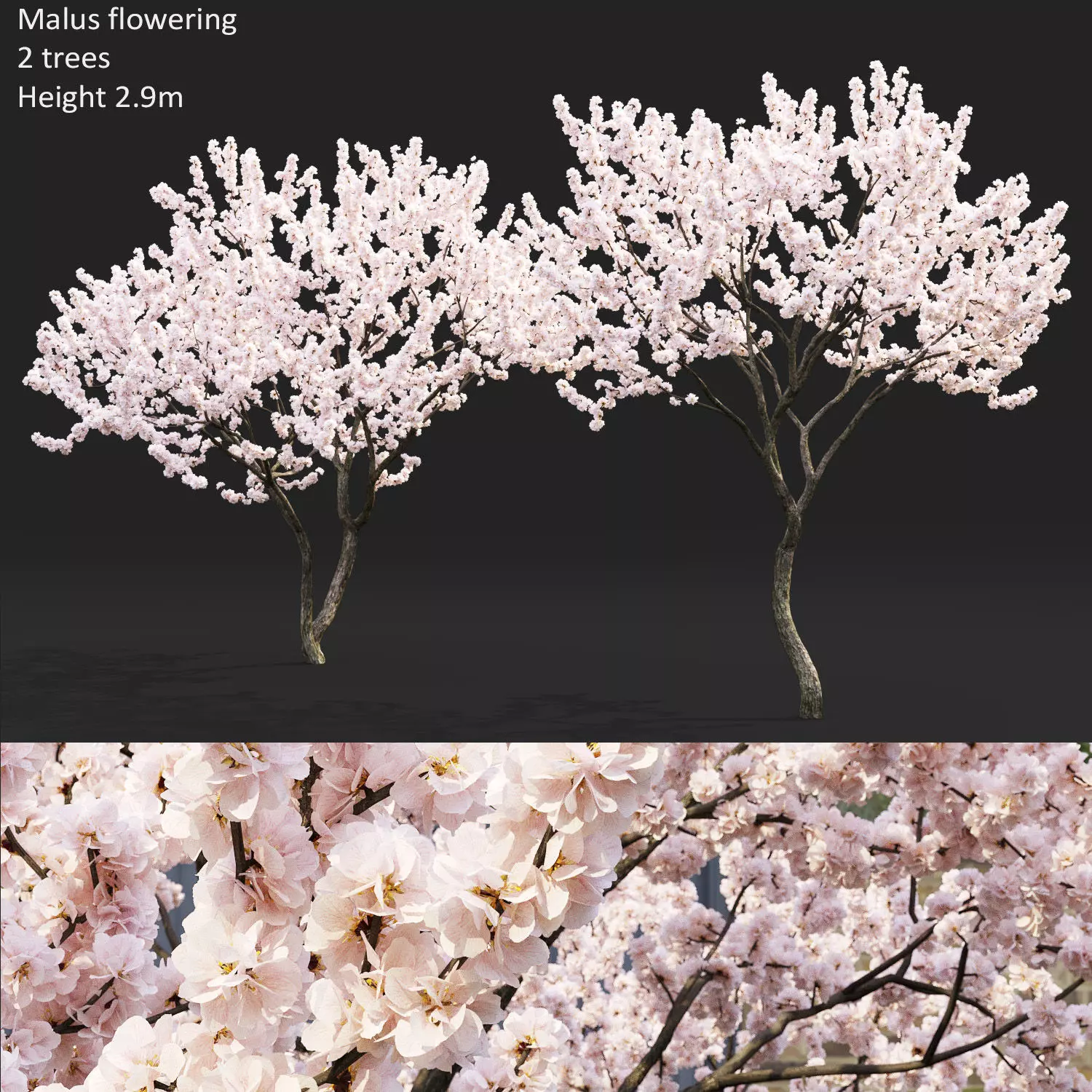 Malus flowering 04 3D model_0