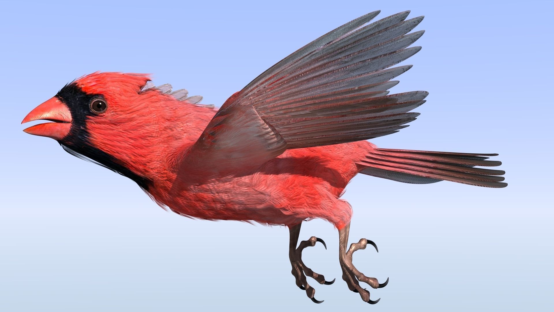 Northern Cardinal - rigged - animated Low-poly 3D model_21