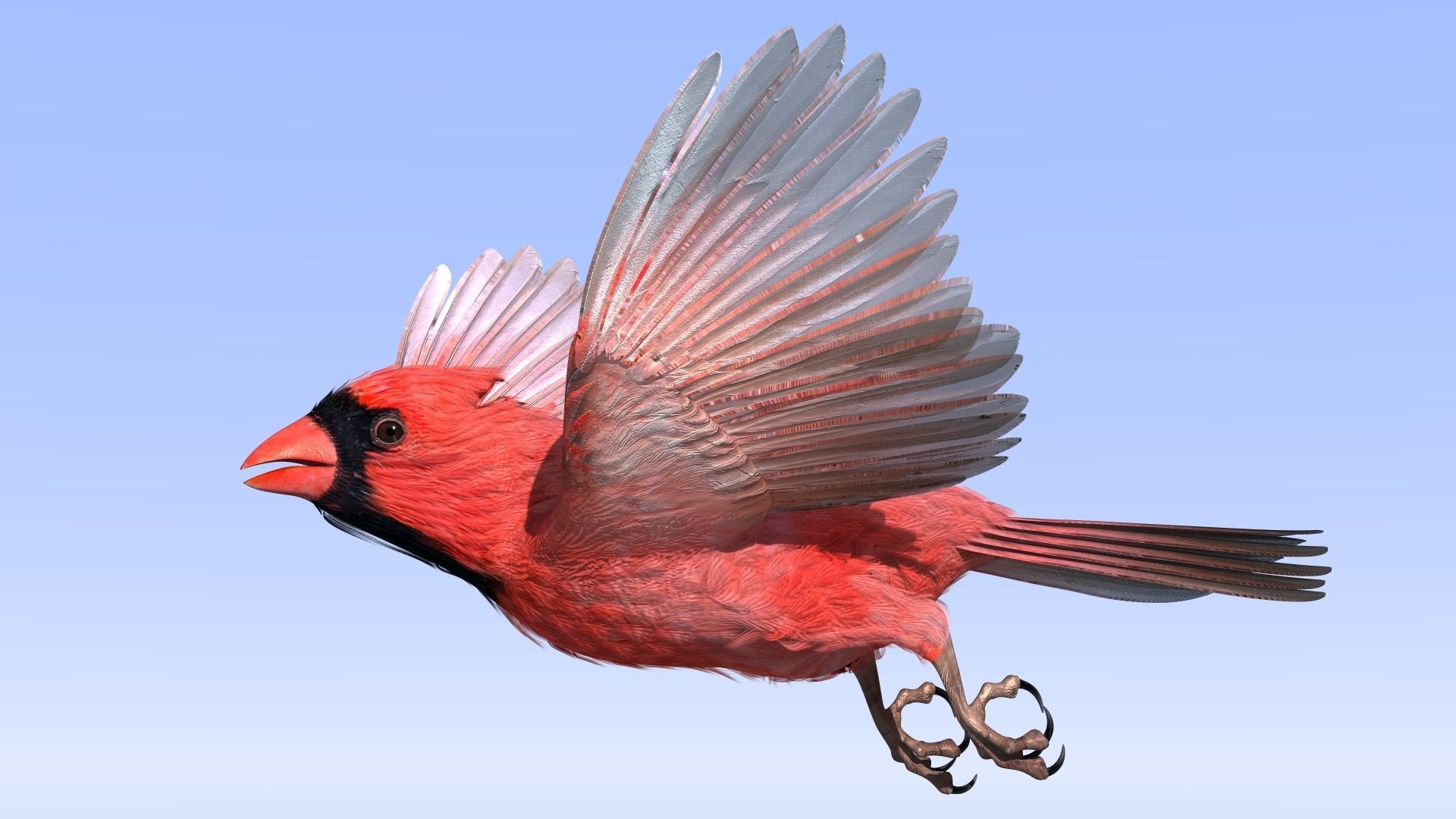 Northern Cardinal - rigged - animated Low-poly 3D model_17