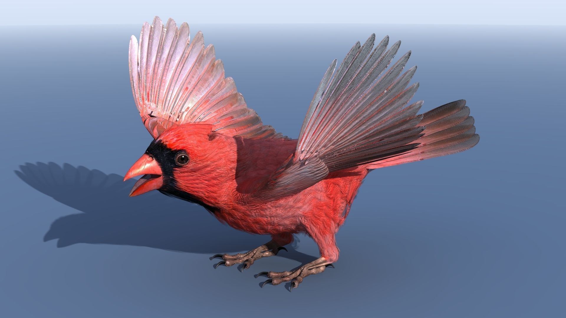 Northern Cardinal - rigged - animated Low-poly 3D model_22