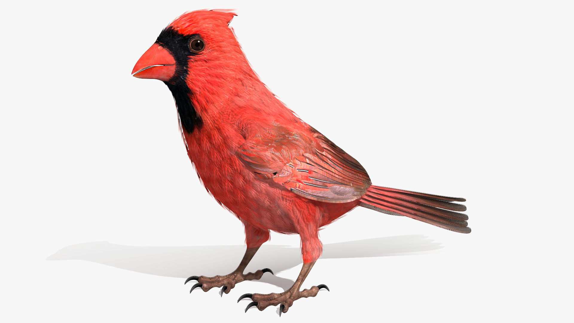 Northern Cardinal - rigged - animated Low-poly 3D model_10