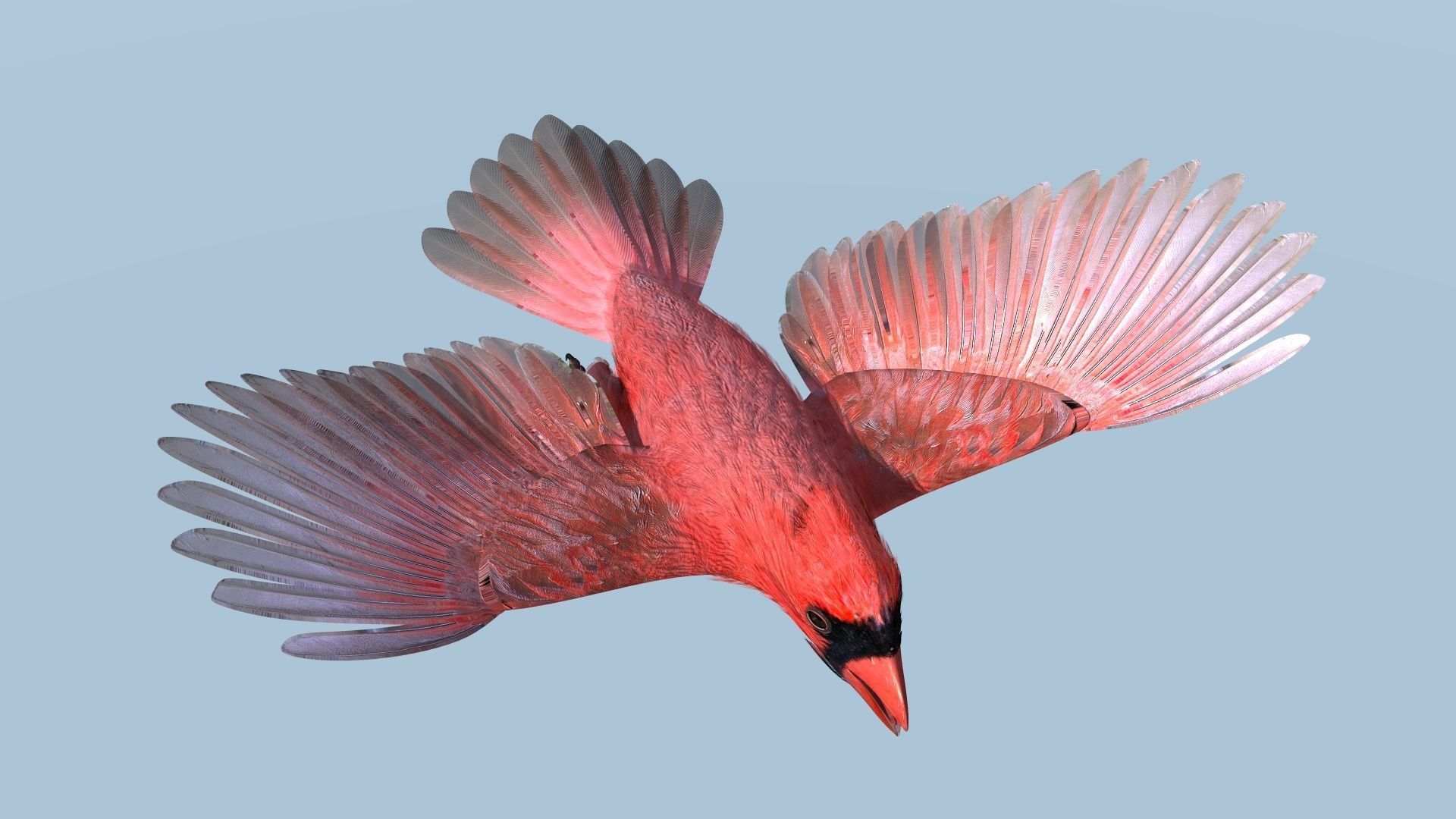 Northern Cardinal - rigged - animated Low-poly 3D model_13
