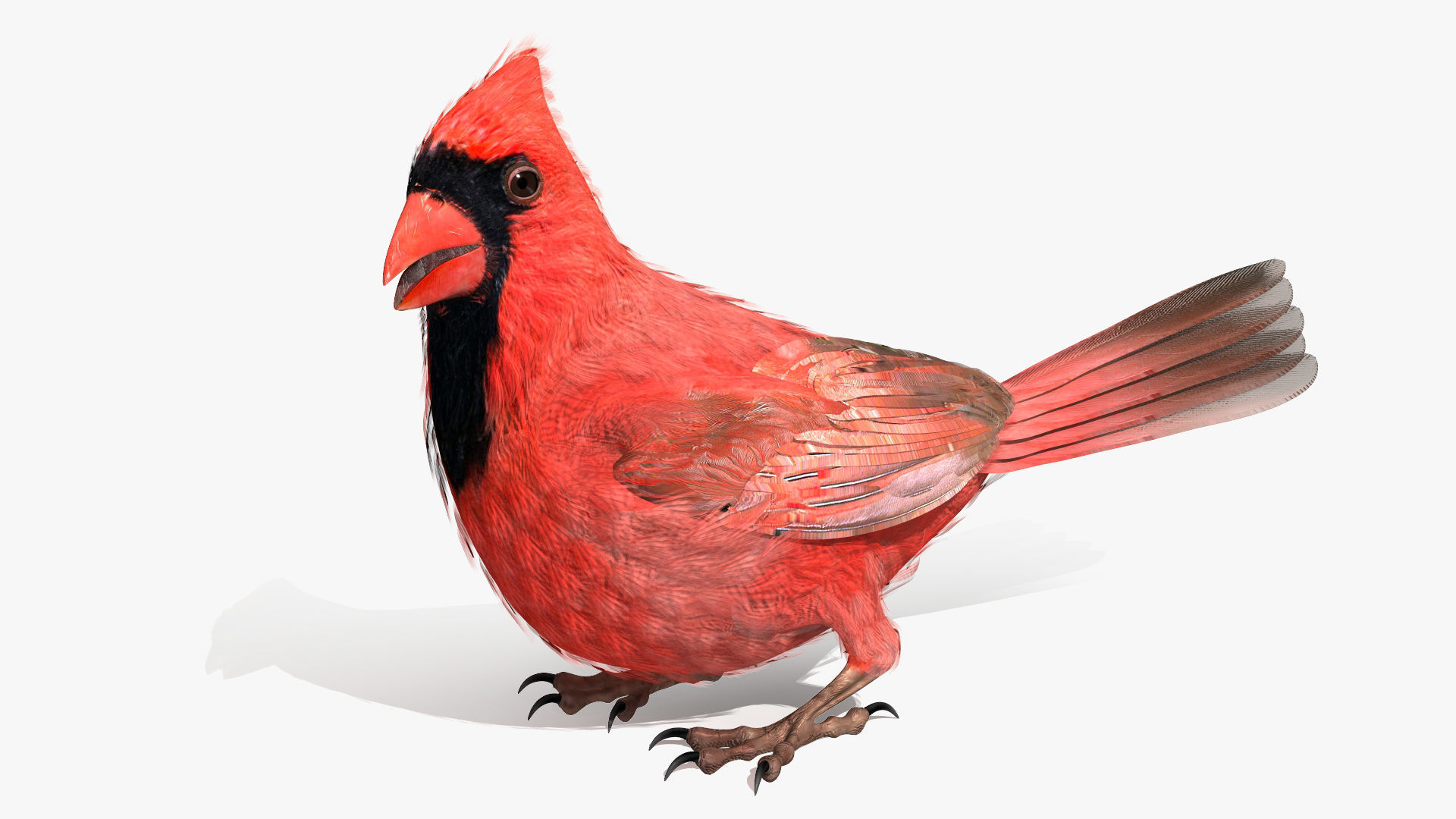 Northern Cardinal - rigged - animated Low-poly 3D model_12