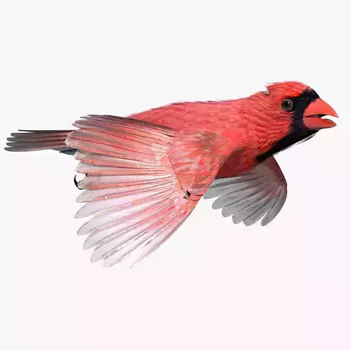 Northern Cardinal - rigged - animated