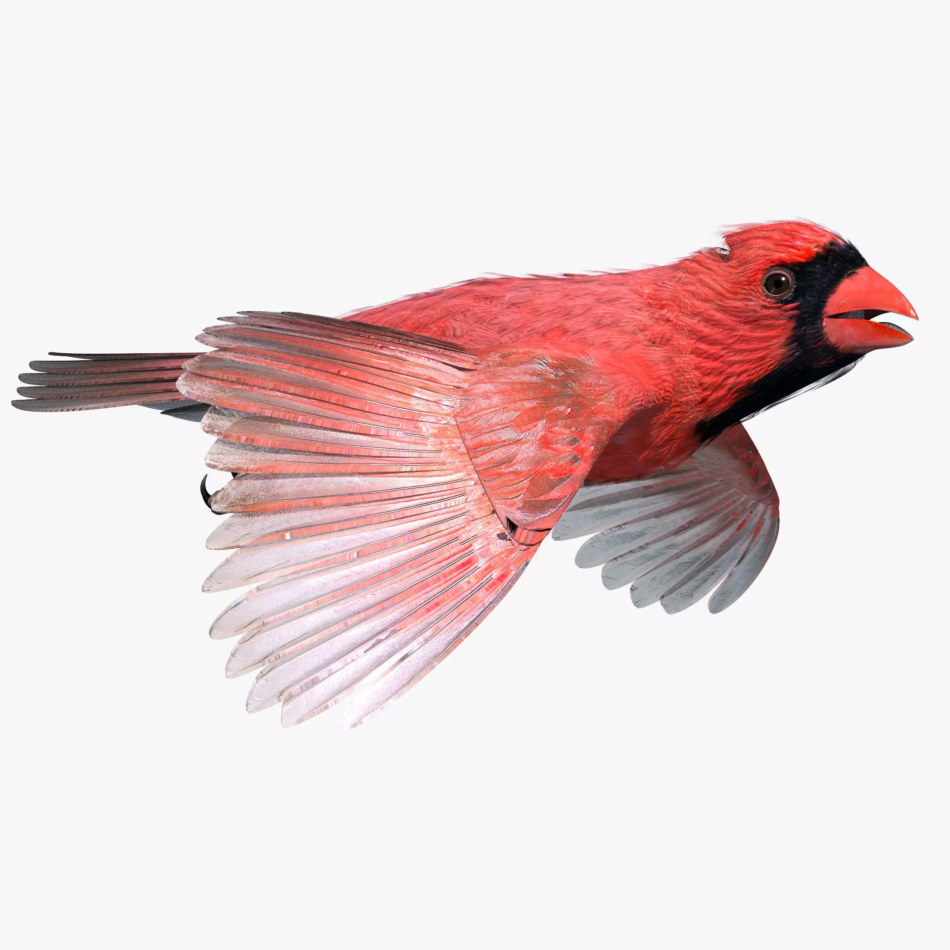 Northern Cardinal - rigged - animated Low-poly 3D model_0