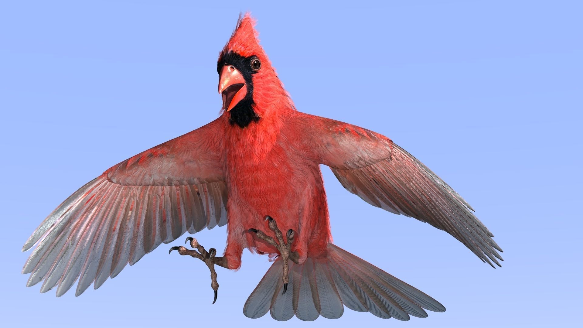 Northern Cardinal - rigged - animated Low-poly 3D model_9