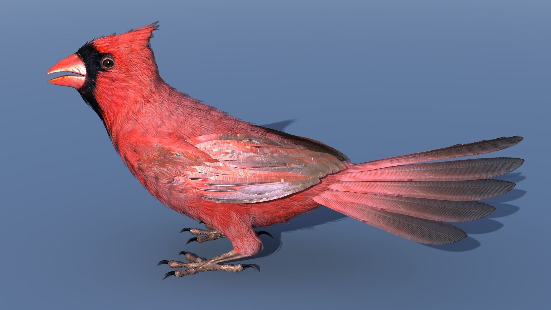 Northern Cardinal - rigged - animated Low-poly 3D model_15