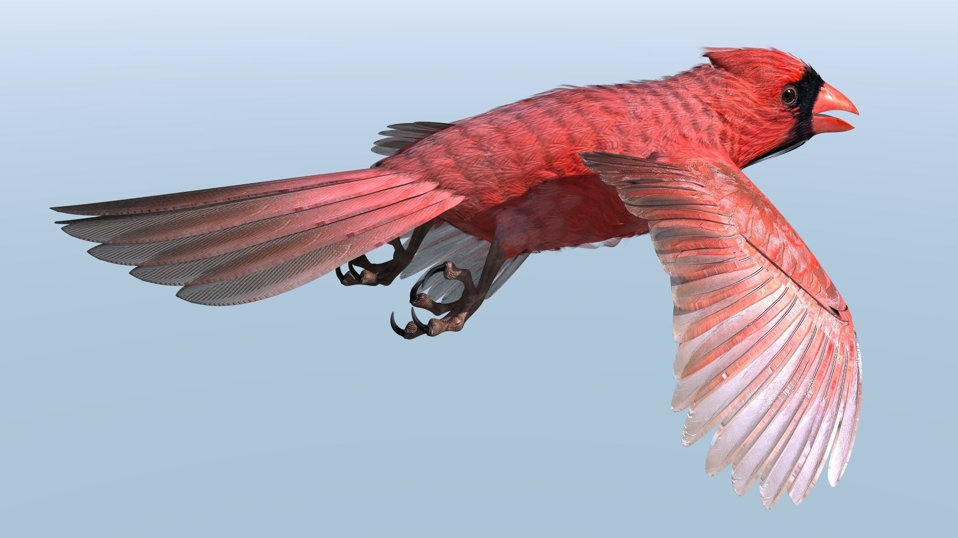 Northern Cardinal - rigged - animated Low-poly 3D model_19