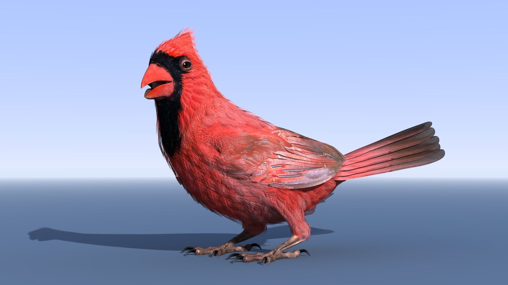 Northern Cardinal - rigged - animated Low-poly 3D model_11