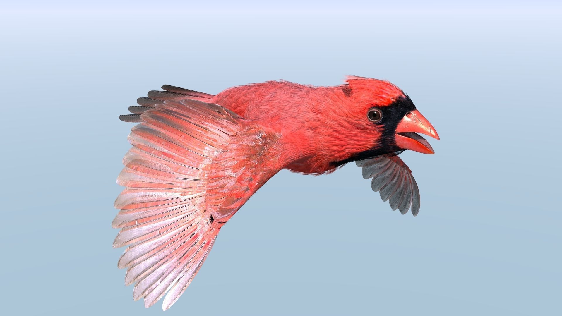 Northern Cardinal - rigged - animated Low-poly 3D model_5