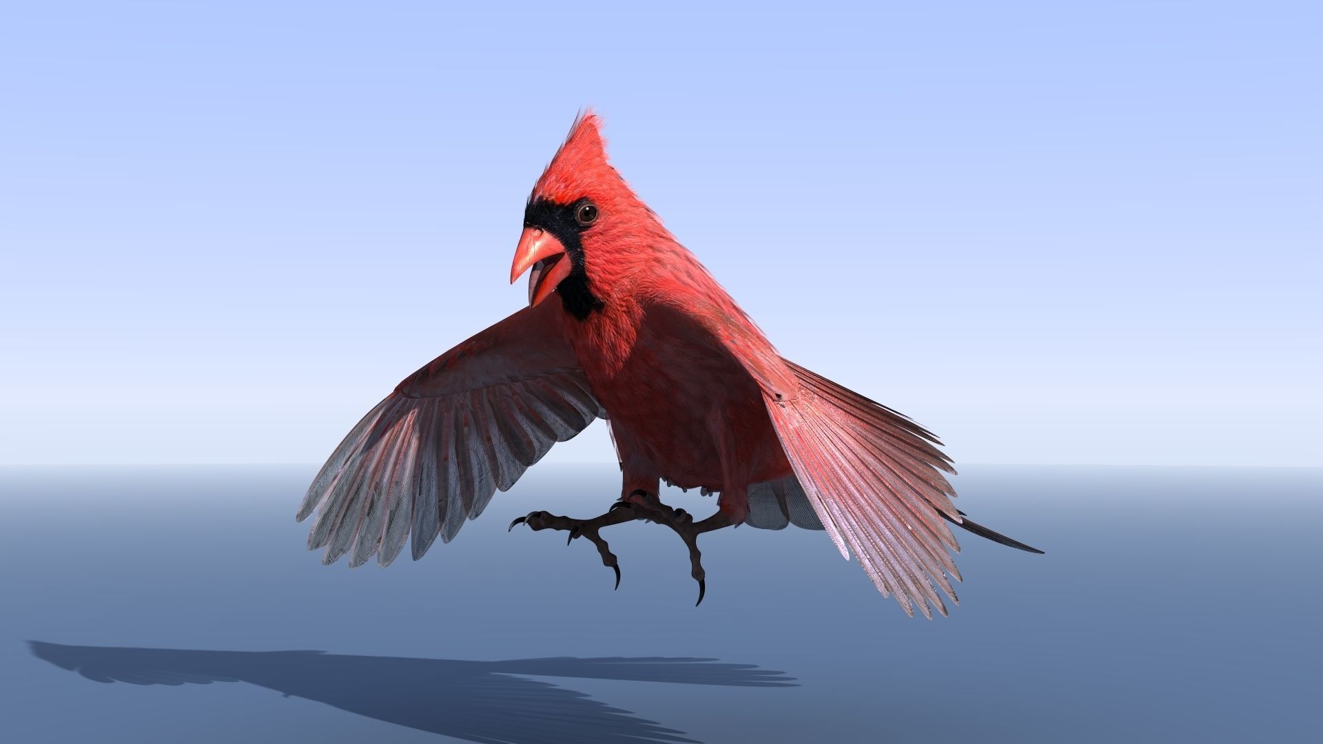 Northern Cardinal - rigged - animated Low-poly 3D model_7