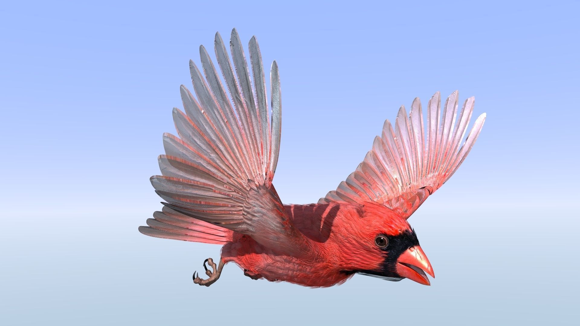 Northern Cardinal - rigged - animated Low-poly 3D model_4